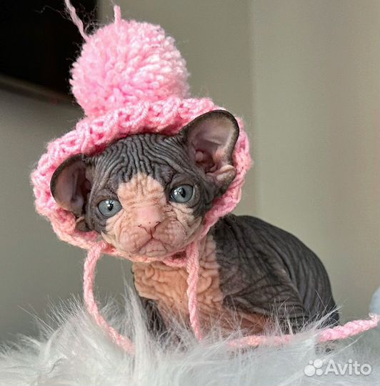 Exclusive quality baby boy