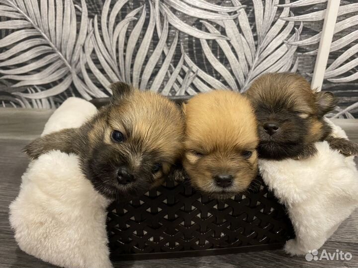 Щенки шпица