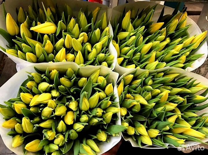 Тюльпаны оптом в наличии