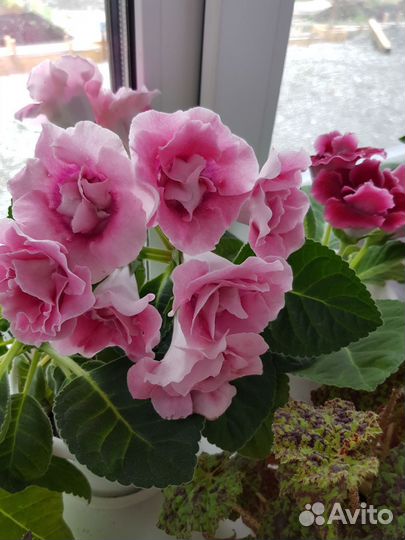 Глоксиния махровая