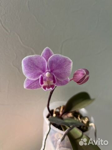 Орхидея мультифлора детка
