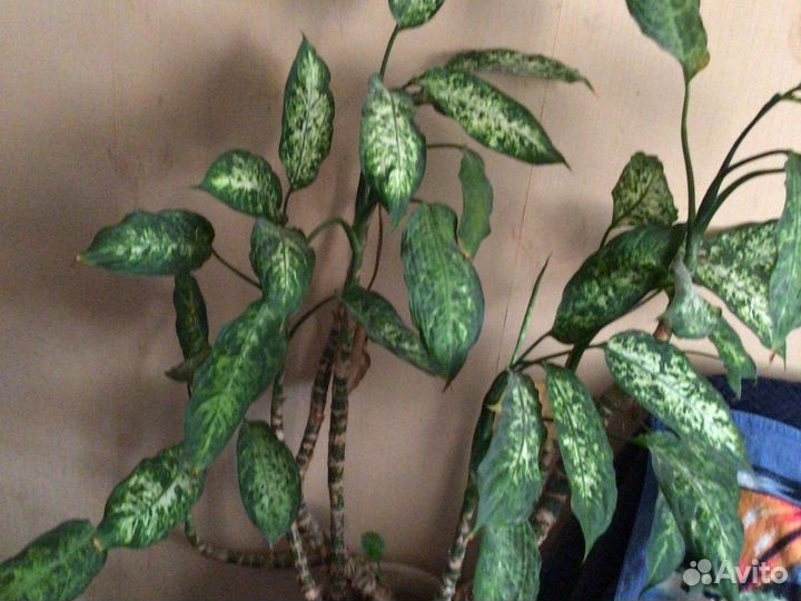 Диффенбахия