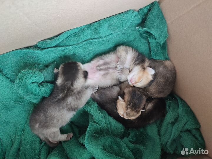 Шотландские шиншиллы котята