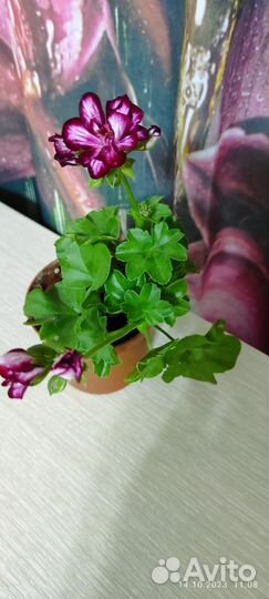 Пеларгония герань