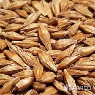 Зерно пшеница ячмень