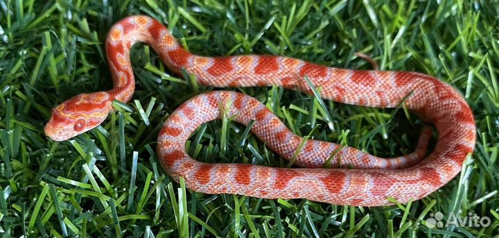 Экзотические животные