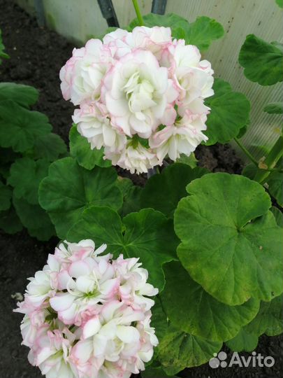 Пеларгония герань сортовые