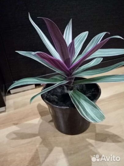 Монстера Альба, Рэо,Пеперомии, Гастерия, Фикус