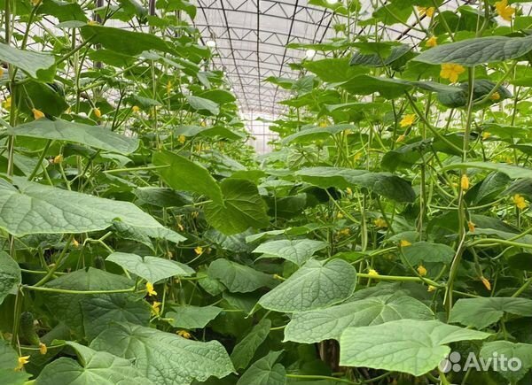 Тепличное хозяйство по выращиванию огурцов