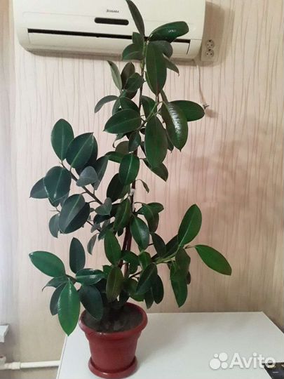Фикус черный принц