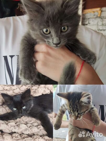 Котята в добрые руки