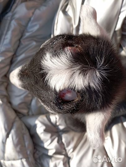 Обезроживание козлят термокаутером