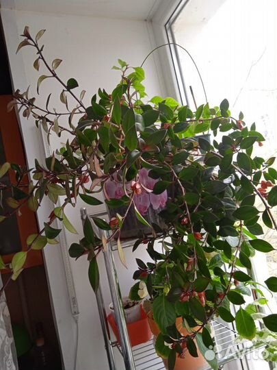 Гипоцирта золотая рыбка