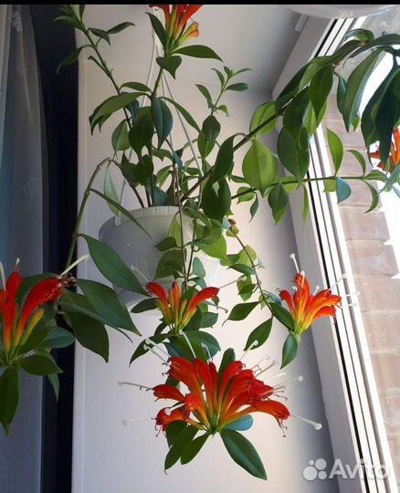 Эсхинантус жар птица