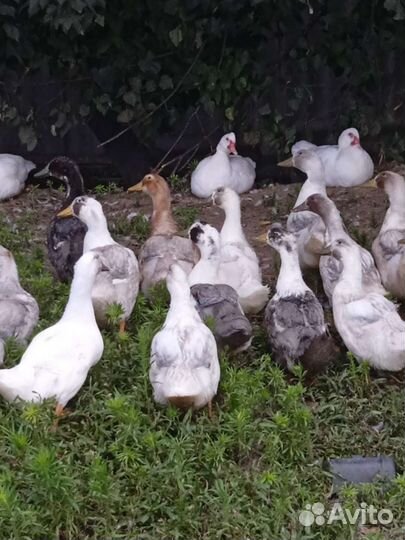 Домашняя птица, яйцо, мясо