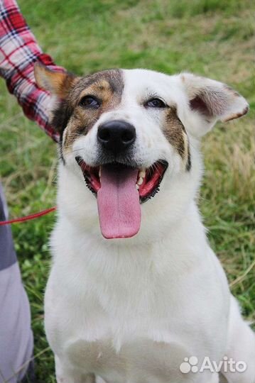 Счастье в дом