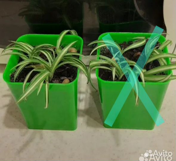 Хлорофитум кудрявый