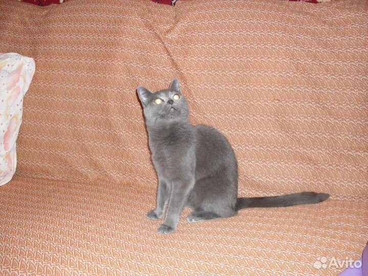 Передержка кошек на дому, у нас как дома