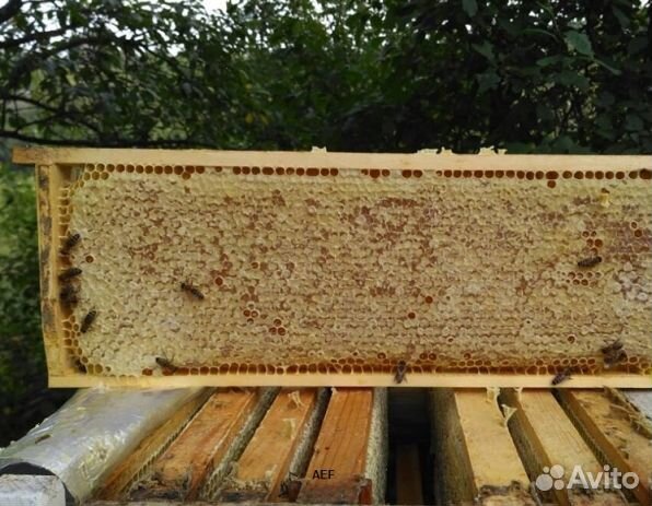 Мед 2024 года из Алтая опт