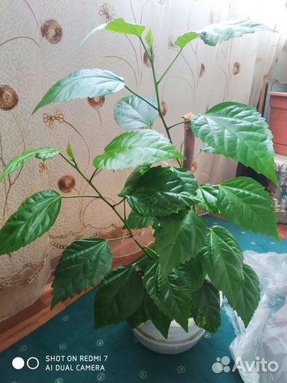 Продам цветы комнатные