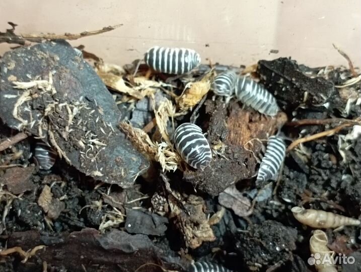 Мокрицы Armadillidium maculatum 