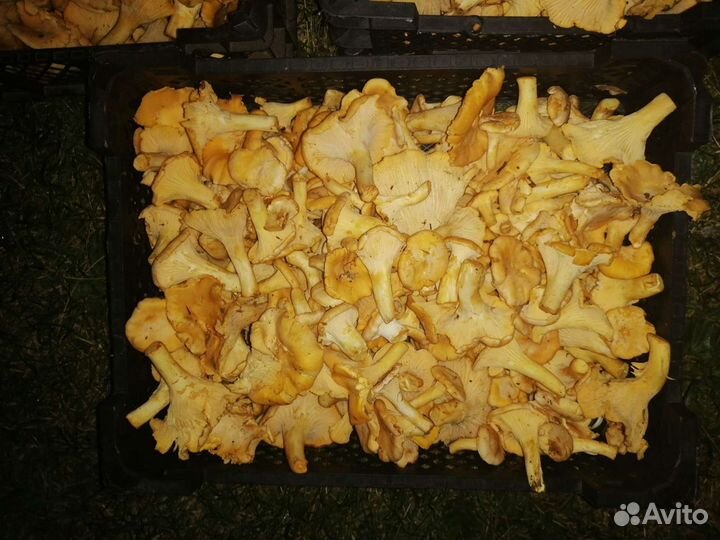 Продам грибы Лисички