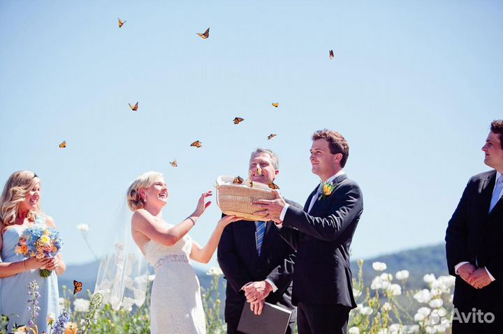 Свадебный салют из живых тропических бабочек