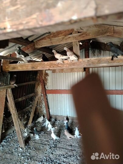 Голуби узбеки продажа