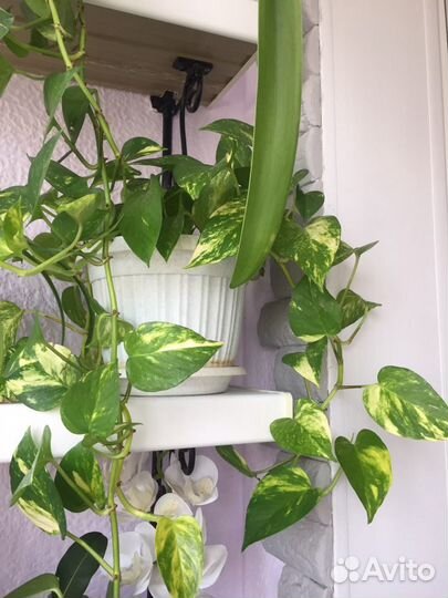 Березка вьющая