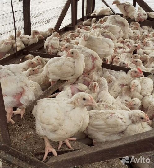 Подрощенные цыплята бройлера