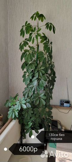 Комнатные цветы шефлера