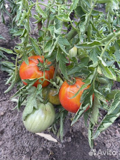 Овощи с куста. Кабачки, помидоры, огурцы