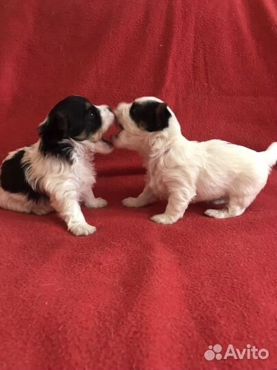 Щенки бивер йорка