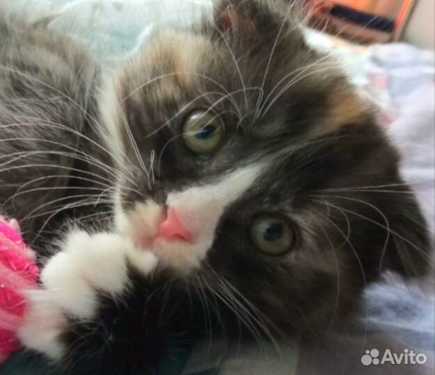 Вислоухий котенок в добрые руки