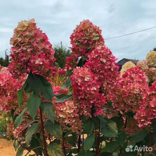 Граффити Гортензия метельчатая