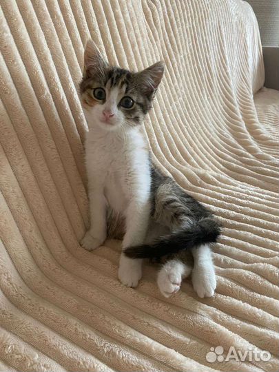 Кошки в добрые руки бесплатно