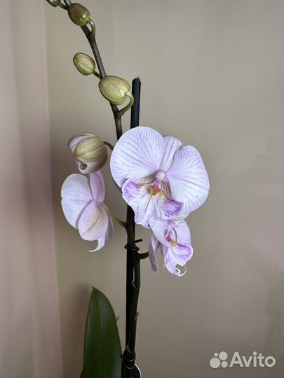 Орхидея фаленопсис биг лип,d12h65