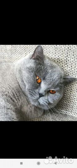 Отдам в добрые руки британскую кошечку