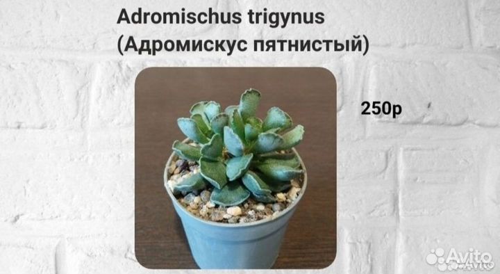 Суккуленты котиледон корпускулярия литопсы эуфорби