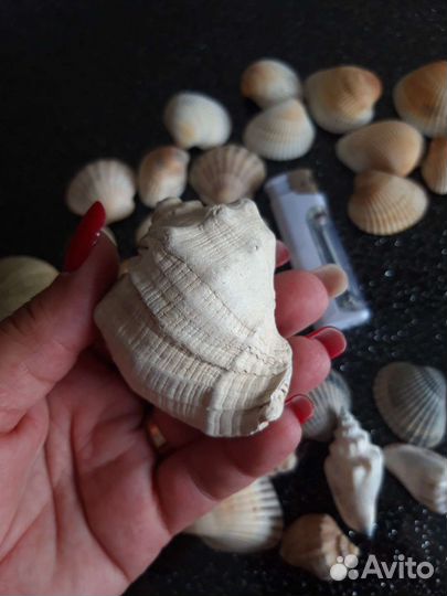 Морские ракушки раковины для аквариума, декора