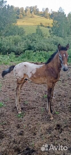 Продаю лошадей