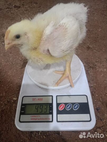 Цыплята Бройлер подрощенный