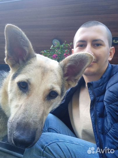 Услуги кинолога