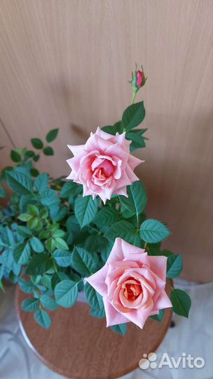 Домашняя роза