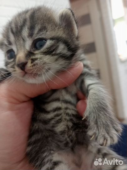 Шотландские котята