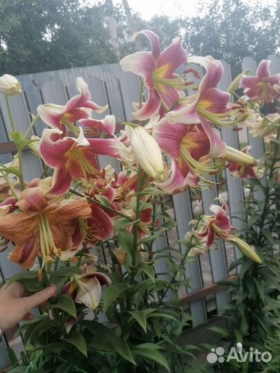 Лилия дерево