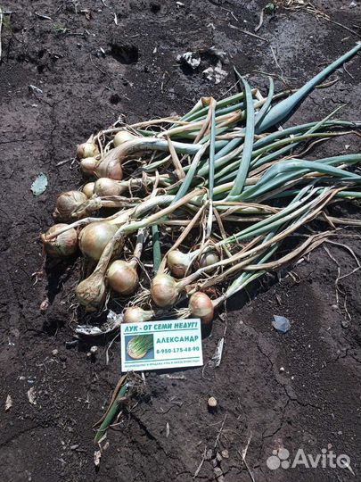 Лук на перо