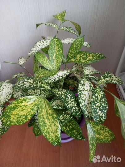 Драцена годзефа (суркулоза)