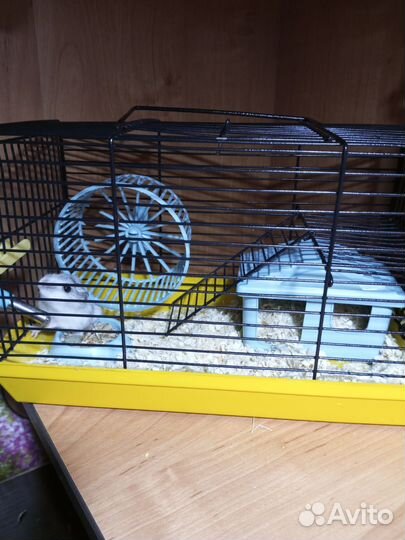 Джунгарский хомяк девочка