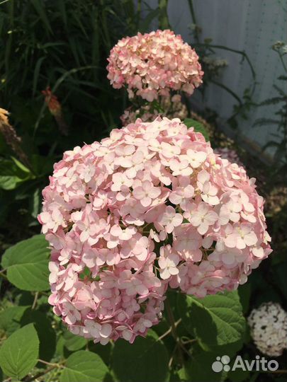 Гортензия древовидная зимостойкая